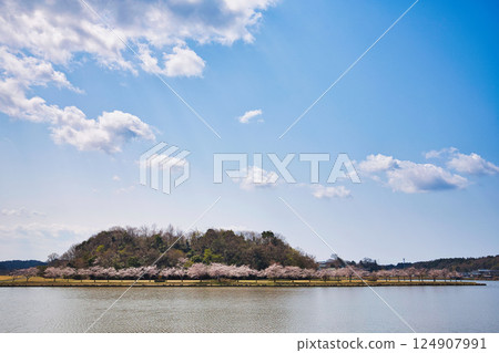 Spring has come and the scenery around Lake Kitagata is covered in cherry blossoms Spring has come and the scenery around Lake Kitagata is covered in cherry blossoms 124907991