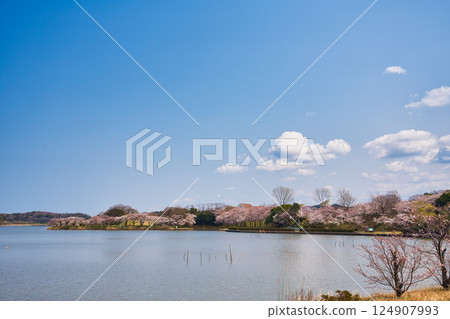 Spring has come and the scenery around Lake Kitagata is covered in cherry blossoms 124907993