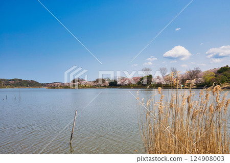 Spring has come and the scenery around Lake Kitagata is covered in cherry blossoms Spring has come and the scenery around Lake Kitagata is covered in cherry blossoms 124908003