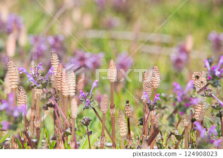 Spring has come and the scenery around Lake Kitagata is covered in cherry blossoms 124908023