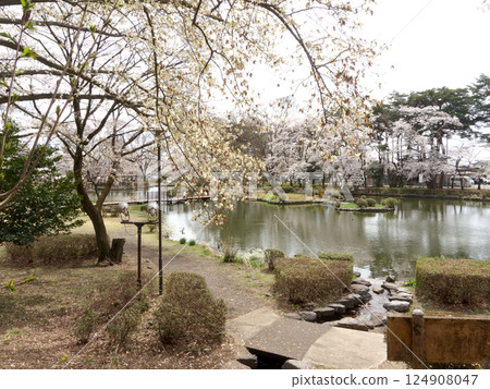 烏森公園的櫻花盛開 烏森公園的櫻花盛開 124908047