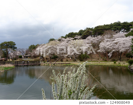 Cherry blossoms blooming at Karasugamori Park 124908049