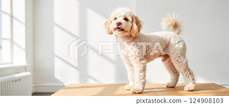 Adorable fluffy dog standing on a wooden table, bathed in natural sunlight streaming through nearby windows. The shadow and light create a warm and inviting atmosphere 124908103