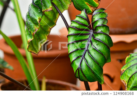 Colocasia Pharaoh Mask Colocasia Pharaoh Mask 124908168