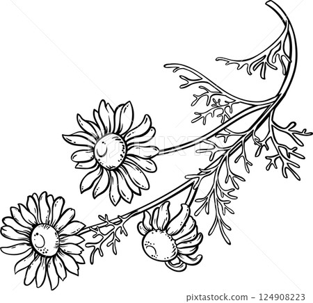 Chamomile Plant with Flowers Outline Illustration. Essential oil ingredient for cosmetics, spa, aromatherapy, health care, alternative medicine. Chamomile Plant with Flowers Outline Illustration. Essential oil ingredient for cosmetics, spa, aromatherapy, health care, alternative medicine. 124908223