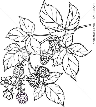 Boysenberry Branch with Flowers and Berries Outline Illustration 124908229