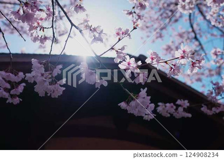 櫻花的風景 124908234