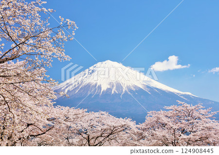 Spring Fuji in Japan and cherry blossoms Spring Fuji in Japan and cherry blossoms 124908445