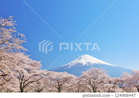 Spring Fuji in Japan and cherry blossoms Spring Fuji in Japan and cherry blossoms 124908447