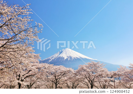 日本的春天富士和櫻花 124908452