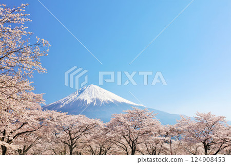 日本的春天富士和櫻花 124908453
