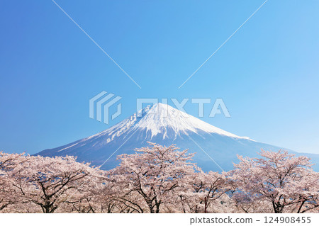 日本的春天富士和櫻花 124908455