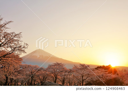Mount Fuji at dawn and cherry blossoms in spring Mount Fuji at dawn and cherry blossoms in spring 124908463