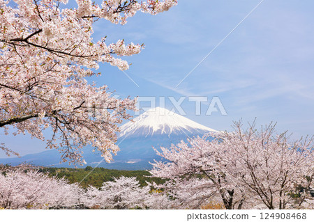 日本的春天富士和櫻花 124908468
