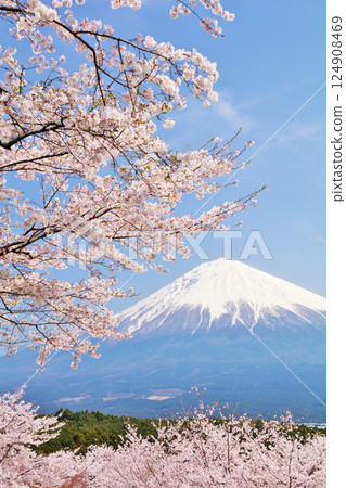 Spring Fuji in Japan and cherry blossoms Spring Fuji in Japan and cherry blossoms 124908469