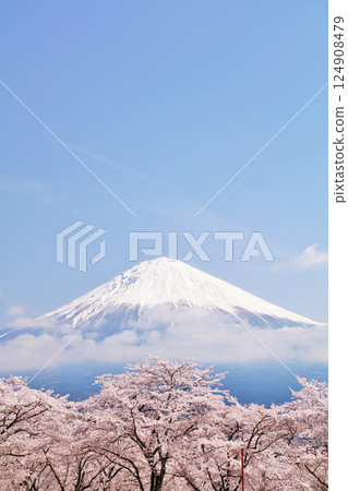 Spring Fuji in Japan and cherry blossoms Spring Fuji in Japan and cherry blossoms 124908479