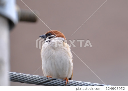 Sparrow looking for a friend Sparrow looking for a friend 124908952