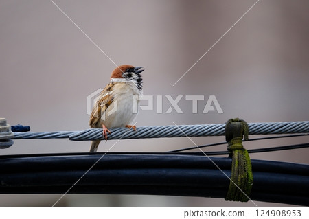 麻雀尋找朋友 124908953