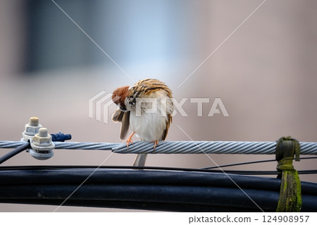 Sparrow looking for a friend 124908957