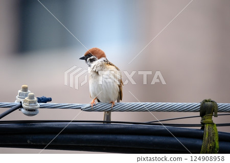 Sparrow looking for a friend 124908958