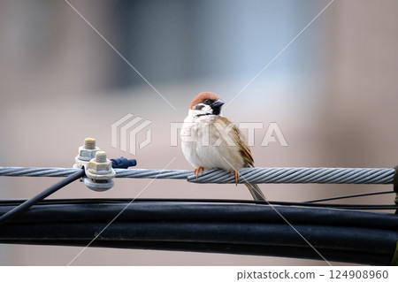 Sparrow looking for a friend 124908960