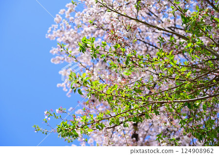 Cherry blossoms and leaves shining against the blue sky 124908962