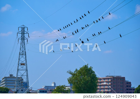 A flock of cormorants resting on high-voltage power lines on the opposite bank of the Tama River from Shimomaruko, Ota Ward, Tokyo A flock of cormorants resting on high-voltage power lines on the opposite bank of the Tama River from Shimomaruko, Ota Ward, Tokyo 124909043