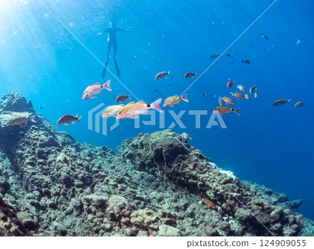 A school of backlit goatfish, butterflyfish and other fish. There are also skin divers on the surface. Hirizohama, Nakagi, Minamiizu Town 124909055
