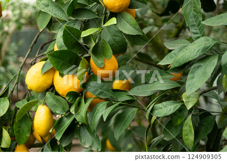 Organic Lemon Tree with Fresh Ripe Fruits Organic Lemon Tree with Fresh Ripe Fruits 124909305