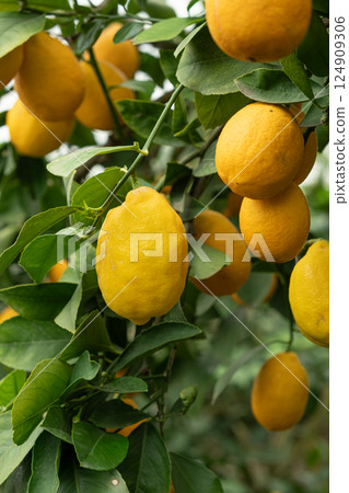 Mature Meyer Lemon Tree Full of Juicy Fruits Mature Meyer Lemon Tree Full of Juicy Fruits 124909306