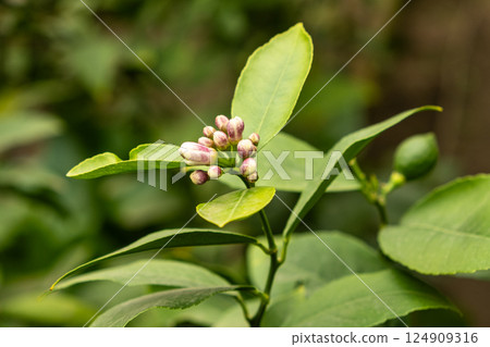 Lemon Trees Blossoming, Buds Close-Up 124909316