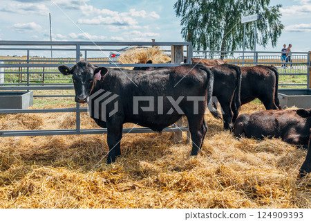 Black Angus calves in the open air Black Angus calves in the open air 124909393