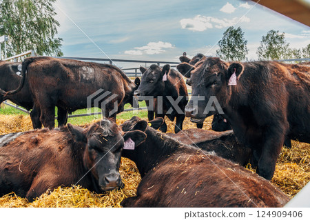 Black Angus calves in the open air Black Angus calves in the open air 124909406