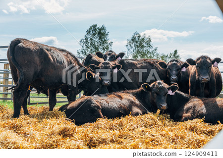 Black Angus calves in the open air Black Angus calves in the open air 124909411