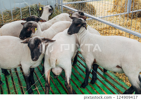 Black and white fluffy sheep eat hay, leaning out from behind the fence of the pen on the farm Black and white fluffy sheep eat hay, leaning out from behind the fence of the pen on the farm 124909417