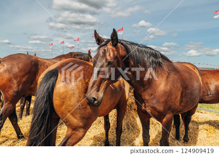 Portrait of a white-gray horse outdoors 124909419