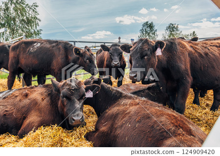 Black Angus calves in the open air Black Angus calves in the open air 124909420
