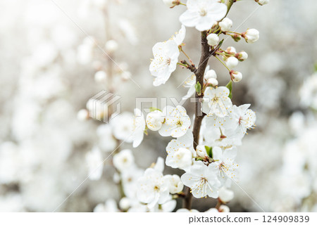 White cherry blossoms in full bloom on a branch with soft sunlight and blurred background creating a gentle spring atmosphere White cherry blossoms in full bloom on a branch with soft sunlight and blurred background creating a gentle spring atmosphere 124909839