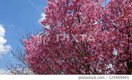 Cherry blossoms in full bloom against the blue sky (Yokou Sakura) Cherry blossoms in full bloom against the blue sky (Yokou Sakura) 124909943