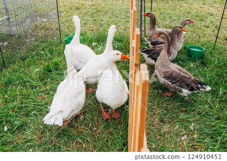White and grey geese in a pen, separated by a fence White and grey geese in a pen, separated by a fence 124910451