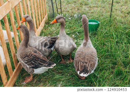 Grey geese in a pen Grey geese in a pen 124910453