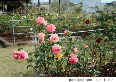 荒尾市少女公民花壇玫瑰花, 荒尾市少女公民花壇玫瑰花, 124910492