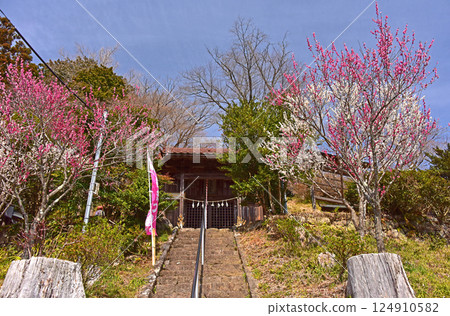 New Yoshino Baigo after felling, Ome City, Tokyo New Yoshino Baigo after felling, Ome City, Tokyo 124910582