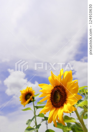 Sunflowers blooming in the summer sky 124910630