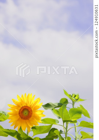 向日葵綻放在夏日的天空 124910631