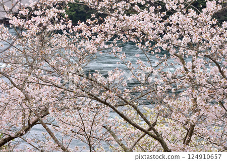 Cherry blossoms, the Nishikai Bridge, and the whirlpools of Inoura Strait 124910657