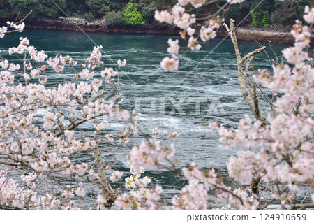 Cherry blossoms, the Nishikai Bridge, and the whirlpools of Inoura Strait 124910659