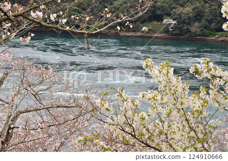 Cherry blossoms, the Nishikai Bridge, and the whirlpools of Inoura Strait 124910666