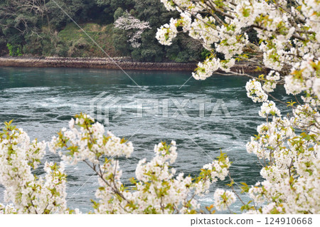 Cherry blossoms, the Nishikai Bridge, and the whirlpools of Inoura Strait 124910668