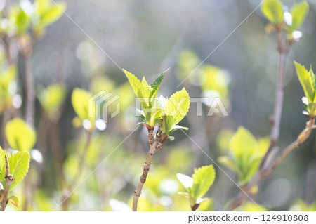 繡球花發芽 124910808